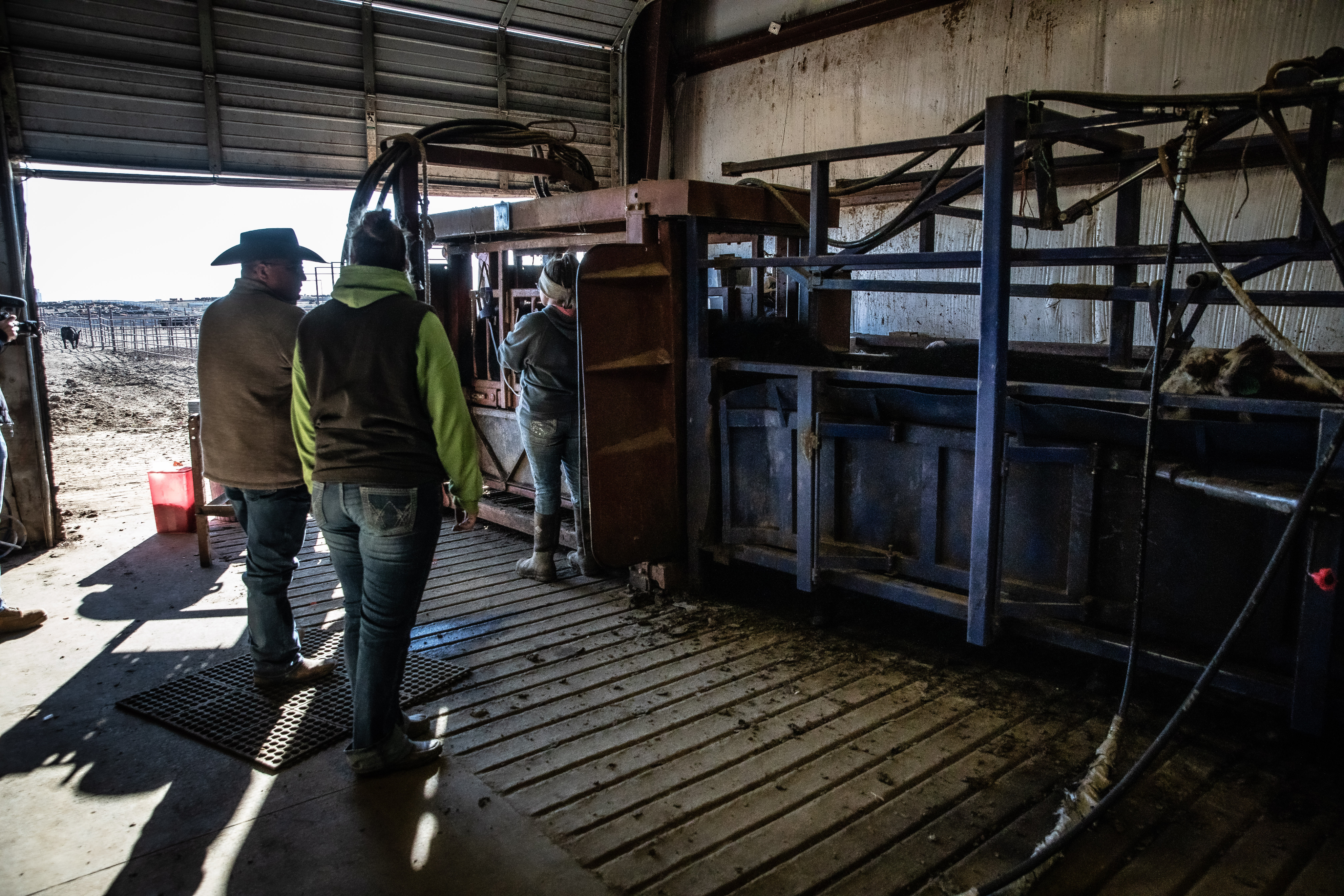 Sensehub’s New Feature: Group Housing Monitoring for Pre-Weaned Calves.